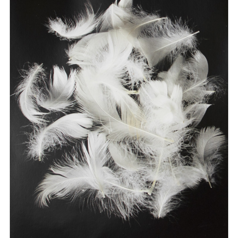 Guanciale cm 50X80 altezza 13 cm in Vera Piuma MOD. BERGHEM