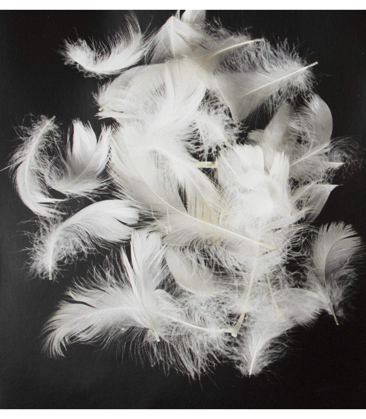 Guanciale cm 50X80 altezza 13 cm in Vera Piuma MOD. BERGHEM